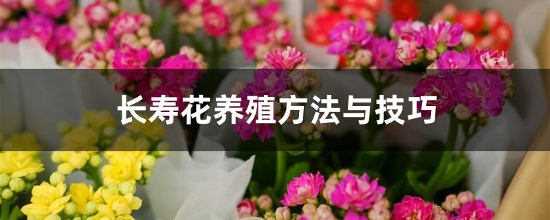 长寿花养殖方法与技巧 长寿花养殖方法与技巧