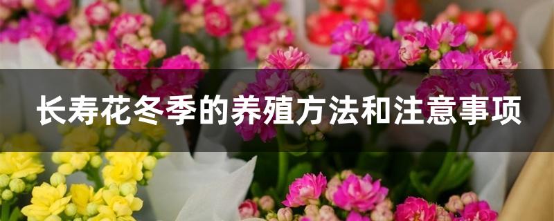 长寿花冬季的养殖方法和注意事项 长寿花冬季的养殖方法和注意事项