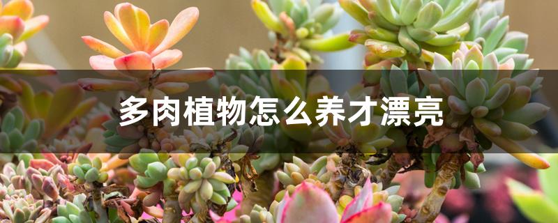 多肉植物怎么养才漂亮 多肉植物怎么养才漂亮