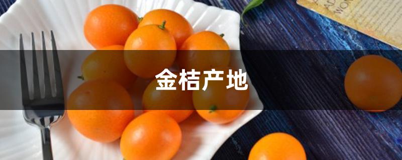 金桔产地 金桔产地