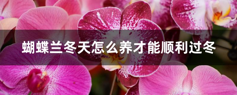 蝴蝶兰冬天怎么养才能顺利过 蝴蝶兰冬天怎么养才能顺利过