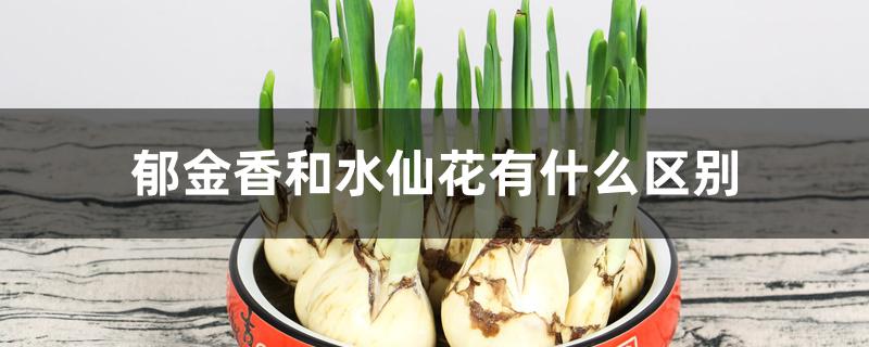郁金香和水仙花有什么区别 郁金香和水仙花有什么区别