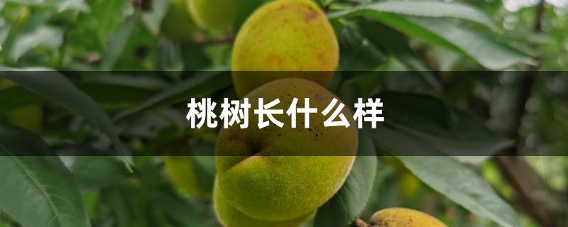 桃树长什么样 桃树长什么样