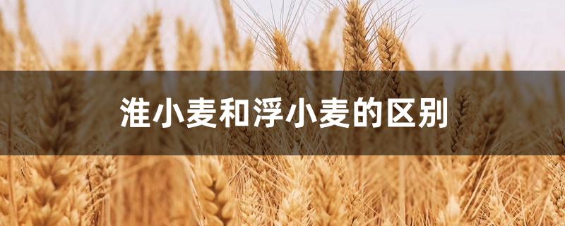 淮小麦和浮小麦的区别 淮小麦和浮小麦的区别