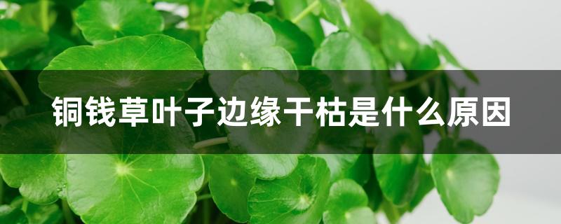 铜钱草叶子边缘干枯是什么原因 铜钱草叶子边缘干枯是什么原因