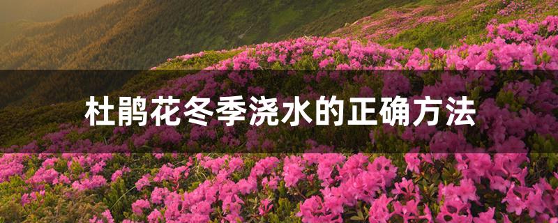 杜鹃花冬季浇水的正确方法 杜鹃花冬季浇水的正确方法