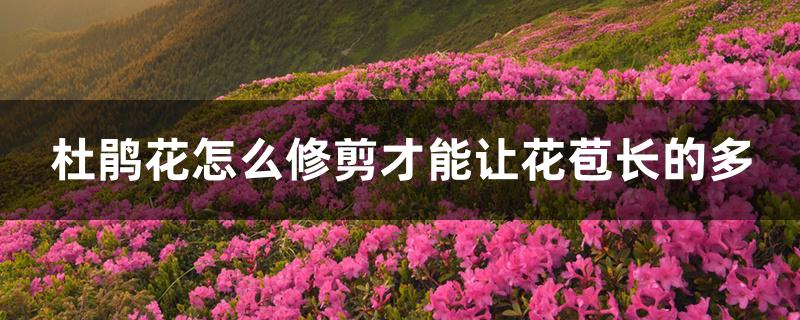 杜鹃花怎么修剪才能让花苞长的多 杜鹃花怎么修剪才能让花苞长的多
