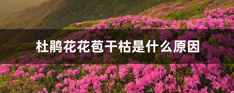 杜鹃花花苞干枯是什么原因 杜鹃花花苞干枯是什么原因