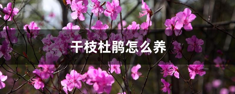 干枝杜鹃怎么养 干枝杜鹃怎么养