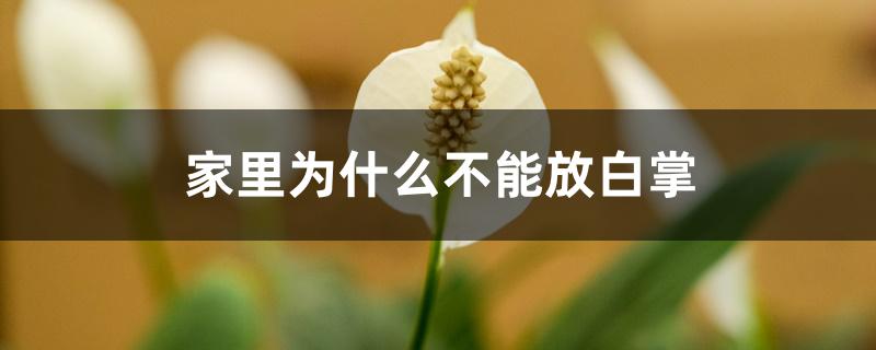 家里为什么不能放白掌 家里为什么不能放白掌