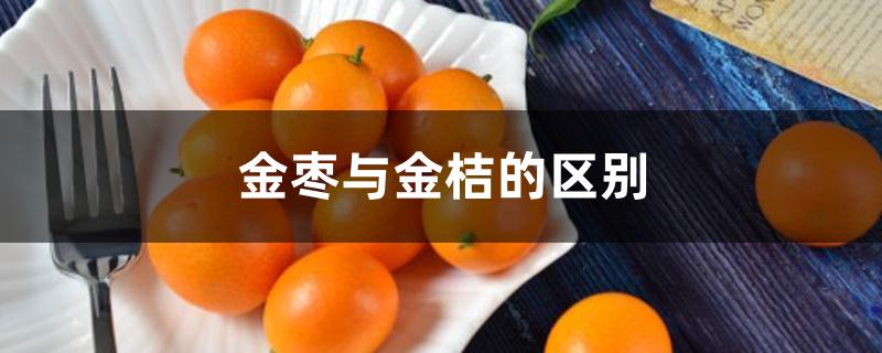 金枣与金桔的区别