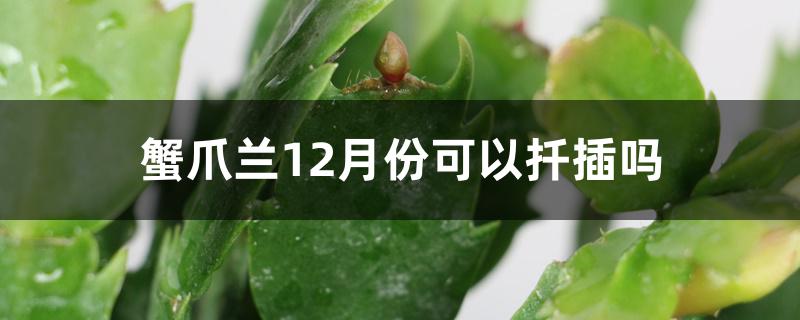 蟹爪兰12月份可以扦插吗 蟹爪兰12月份可以扦插吗