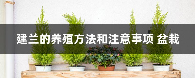 建兰的养殖方法和注意事项 盆栽 建兰的养殖方法和注意事项 盆栽