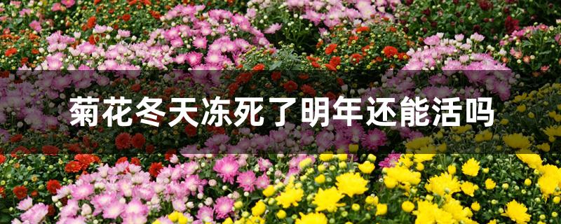菊花冬天冻死了明年还能活吗 菊花冬天冻死了明年还能活吗
