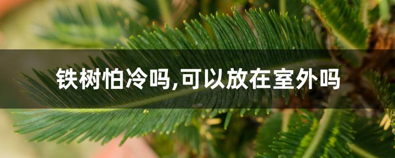 铁树怕冷吗,可以放在室外吗 铁树怕冷吗,可以放在室外吗