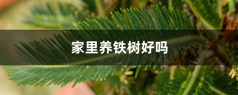 家里养铁树好吗 家里养铁树好吗