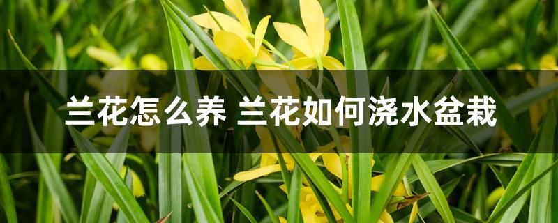 兰花怎么养 兰花如何浇水盆栽 兰花怎么养 兰花如何浇水盆栽