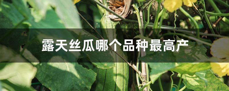 露天丝瓜哪个品种最高产 露天丝瓜哪个品种最高产