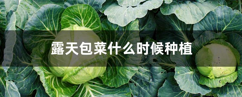 露天包菜什么时候种植 露天包菜什么时候种植