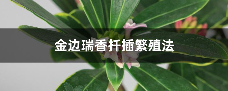金边瑞香扦插繁殖法 金边瑞香扦插繁殖法