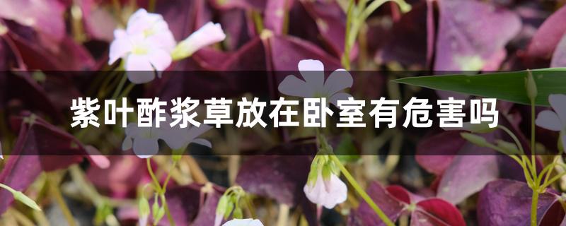 紫叶酢浆草放在卧室有危害吗 紫叶酢浆草放在卧室有危害吗