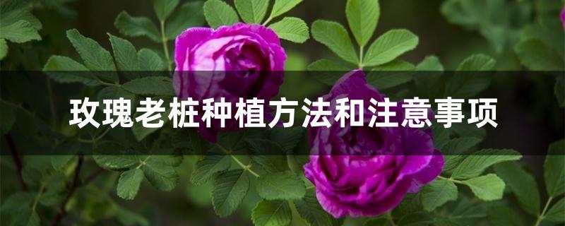 玫瑰老桩种植方法和注意事项 玫瑰老桩种植方法和注意事项