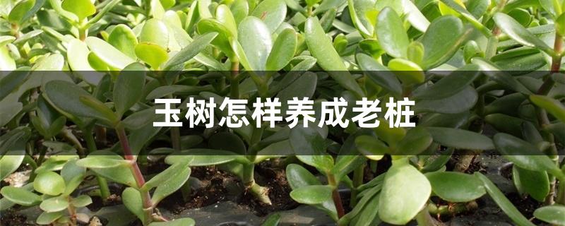 玉树怎样养成老桩 玉树怎样养成老桩