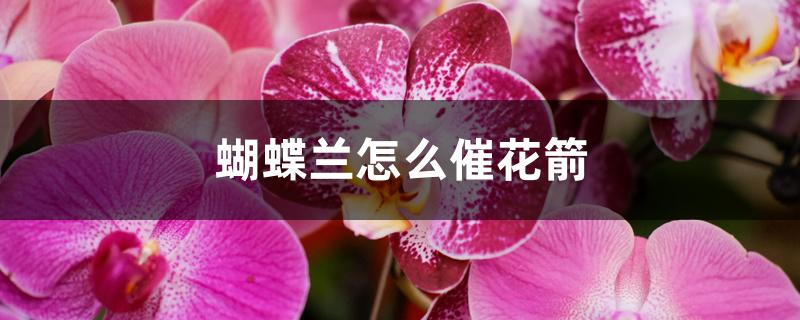 蝴蝶兰怎么催花箭 蝴蝶兰怎么催花箭