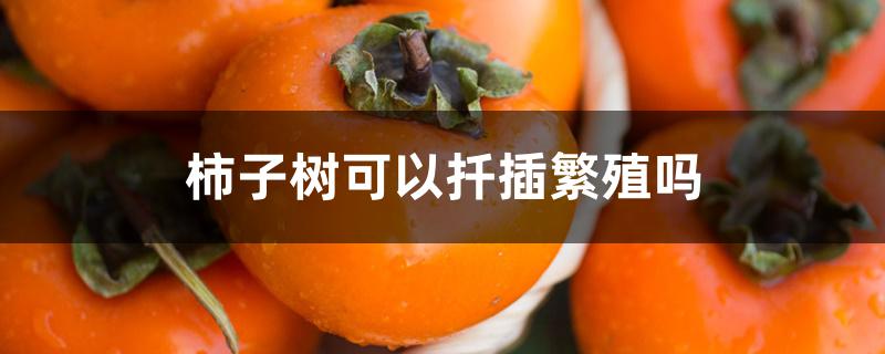 柿子树可以扦插繁殖吗 柿子树可以扦插繁殖吗
