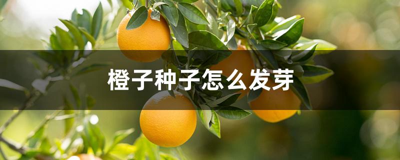 橙子种子怎么发芽 橙子种子怎么发芽