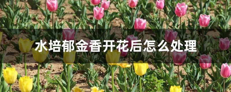 水培郁金香开花后怎么处理 水培郁金香开花后怎么处理