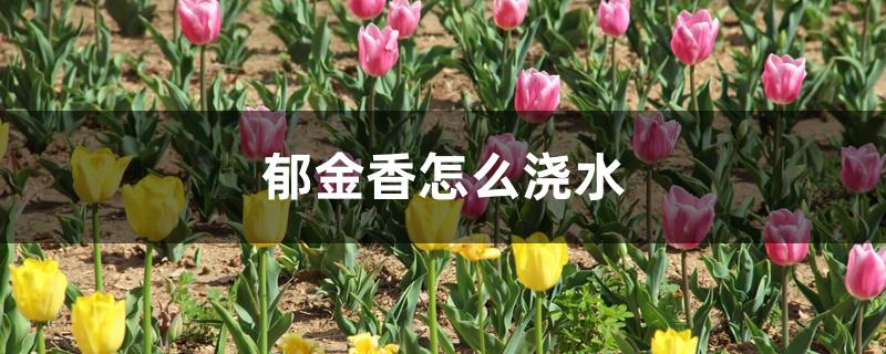郁金香怎么浇水 郁金香怎么浇水