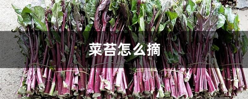 菜苔怎么摘 菜苔怎么摘
