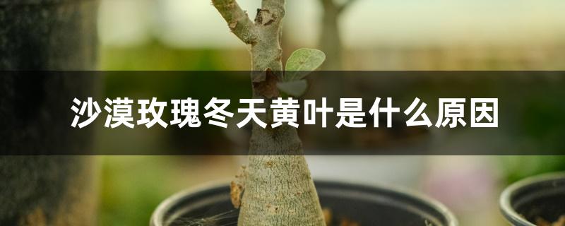沙漠玫瑰冬天黄叶是什么原因 沙漠玫瑰冬天黄叶是什么原因