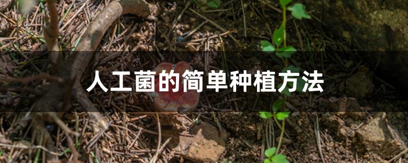 人工菌的简单种植方法 人工菌的简单种植方法