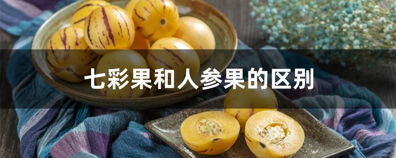 七彩果和人参果的区别 七彩果和人参果的区别