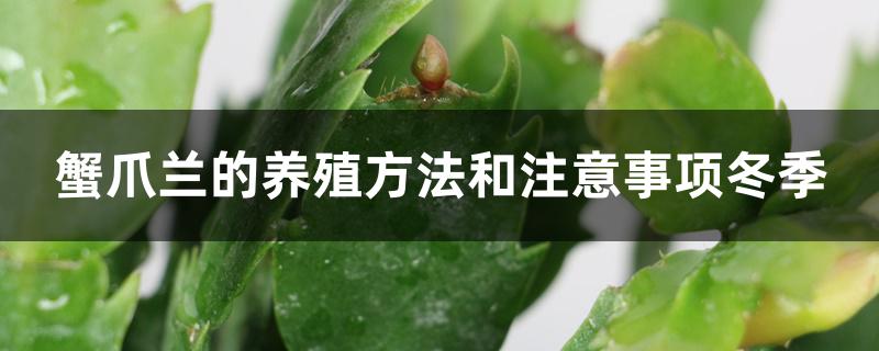 蟹爪兰的养殖方法和注意事项冬季 蟹爪兰的养殖方法和注意事项冬季
