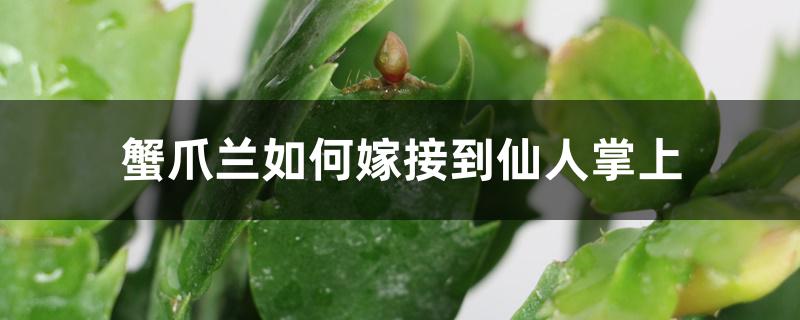 蟹爪兰如何嫁接到仙人掌上 蟹爪兰如何嫁接到仙人掌上