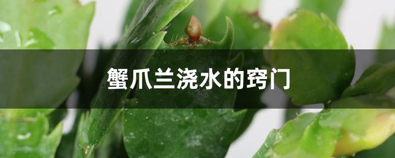蟹爪兰浇水的窍门 蟹爪兰浇水的窍门