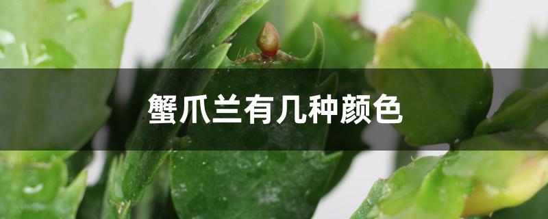 蟹爪兰有几种颜色 蟹爪兰有几种颜色