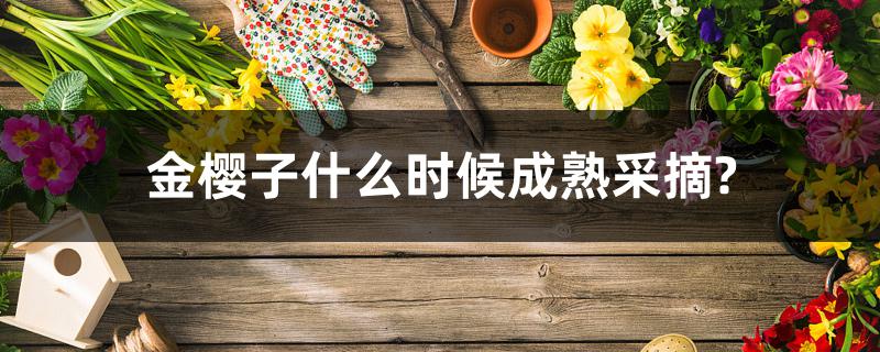 金樱子什么时候成熟采摘? 金樱子什么时候成熟采摘?