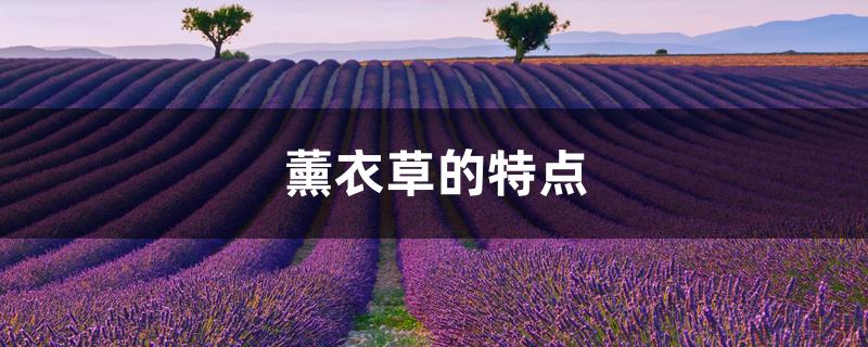 薰衣草的特点 薰衣草的特点