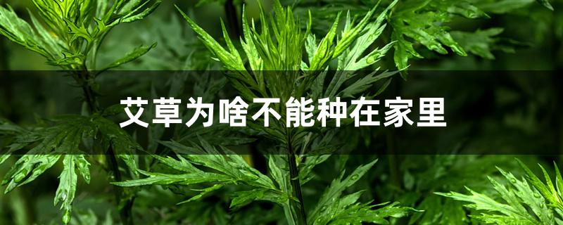 艾草为啥不能种在家里 艾草为啥不能种在家里