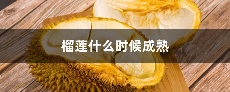 榴莲什么时候成熟 榴莲什么时候成熟