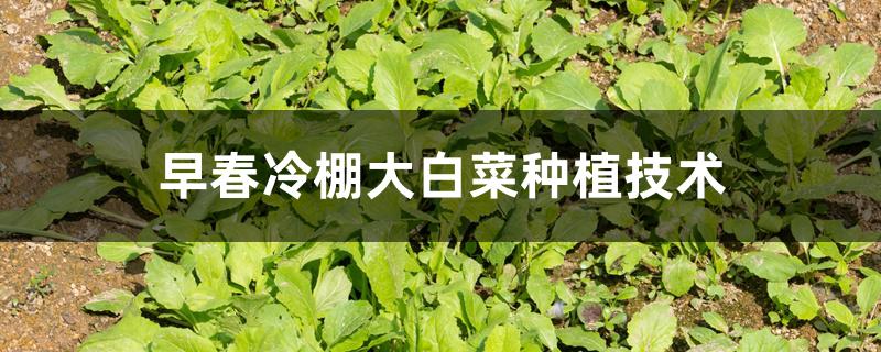早春冷棚大白菜种植技术 早春冷棚大白菜种植技术