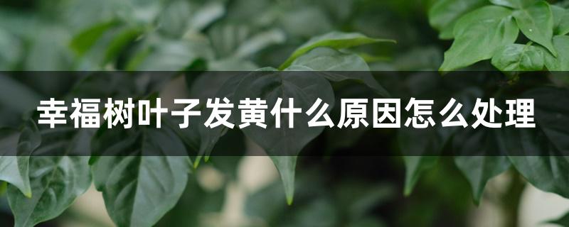 幸福树叶子发黄什么原因怎么处理 幸福树叶子发黄什么原因怎么处理