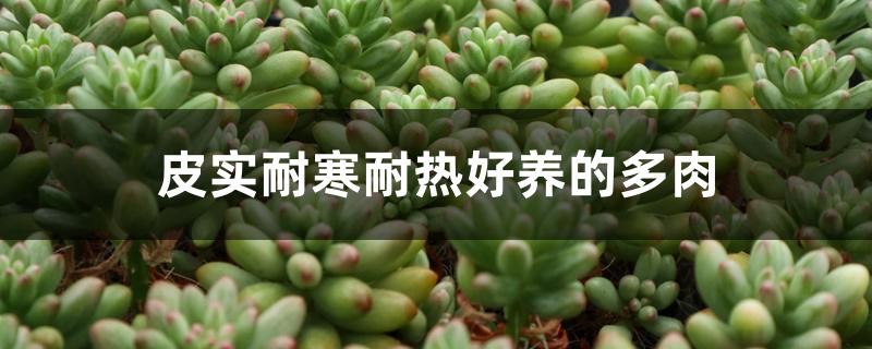 皮实耐寒耐热好养的多肉 皮实耐寒耐热好养的多肉