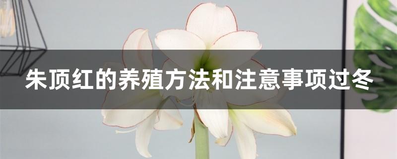 朱顶红的养殖方法和注意事项过冬 朱顶红的养殖方法和注意事项过冬
