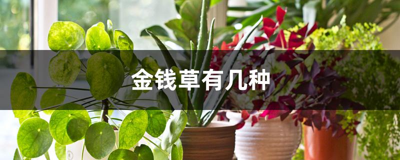 金钱草有几种