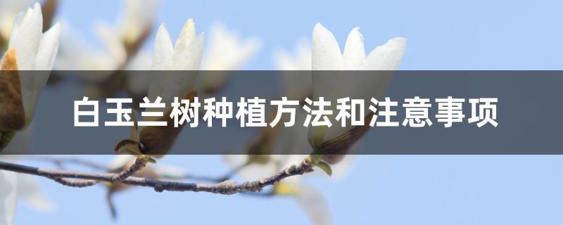 白玉兰树种植方法和注意事项 白玉兰树种植方法和注意事项